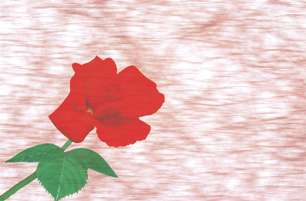 FLOWER ROSE`FR 63